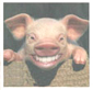 Porc